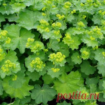 Паспорт растения: Манжетка мягкая (Alchemilla mollis)
