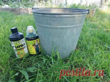 Как превратить сорняки в элитное удобрение: простой рецепт «зеленого коктейля» для гигантских урожаев. Для приготовления используют крапиву, одуванчик, мокрицу и другие травы. Их измельчают и заливают водой.