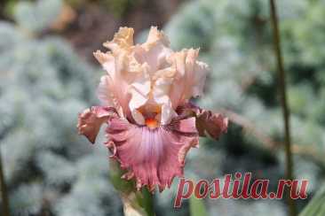 Интересные сорта бородатых ирисов В этой теме предлагаю выкладывать интересные сорта бородатых ирисов. Это могут быть не только новые, но проверенные и любимые. Основное правило —