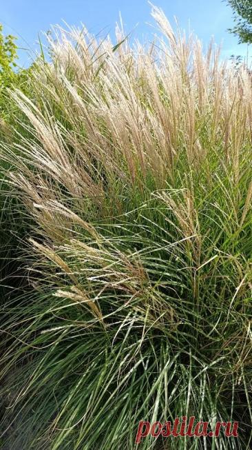 Паспорт растения: Мискантус (Miscanthus sinensis).