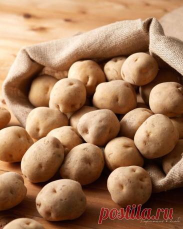 Секреты, которые помогут сохранить урожай картофеля на балконе — Психология