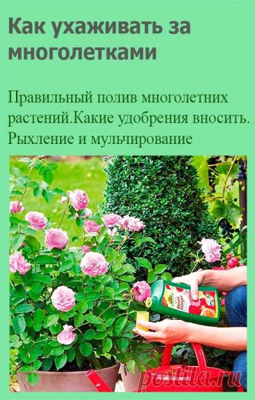 Как ухаживать за многолетками. Потребность растений в воде зависит от их биологических особенностей, фазы развития и типа почвы. Понятно, что влаголюбивые растения поливают чаще, засухоустойчивые - реже.
