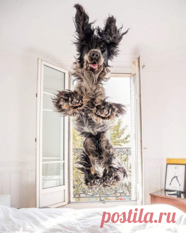 Английский кокер-спаниель Наркос, покоряет своим обаянием