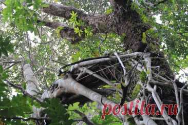 Лес, которому 150 000 000 лет Cape Tribulation (Мыс Бедствия) — тропический лес на северо-востоке Австралии, который считается старейшим на планете. Растения тут живут при средней температуре +27 и высокой влажности.