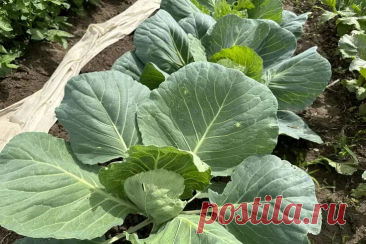 Рядом с чем сажать капусту, чтобы ее не съели: гениальный тандем для защиты от вредителей. Каждый огородник знает: капуста — лакомый кусок для гусениц и тли.