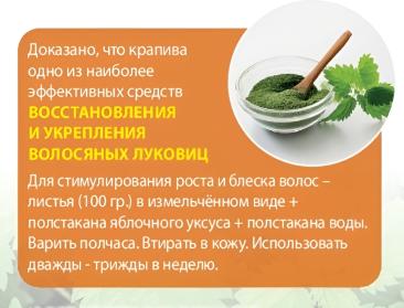Крапива для восстановления и укрепления волосяных луковиц