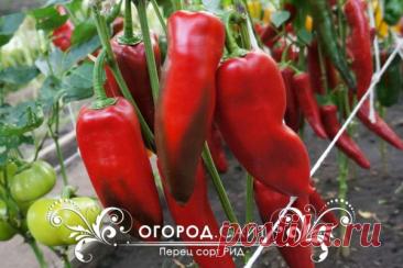 Перец сладкий РИД, семена | ОГОРОД.сайт
