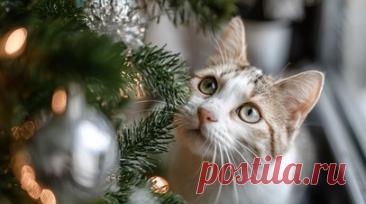Ветеринар посоветовала не использовать дождик для украшения ёлки в доме с котом. Ветеринар Наталья Соловьёва рекомендовала отказаться от украшения новогодней ёлки дождиками в доме, где живут кошки. Читать далее