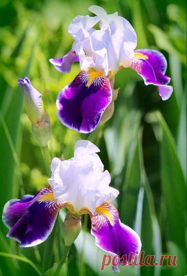 Пин на доске яИРИСИКИ