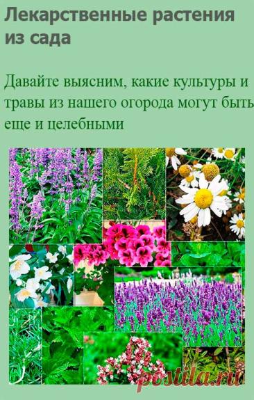 Лекарственные растения из сада. Некоторые овощные и пряно-вкусовые растения обладают целебными свойствами и потому издавна применяются и в медицине.
Белокочанная капуста (Brassica oleracea) содержит щелочи и противоязвенный фактор витамин U (Ulkus - язва).