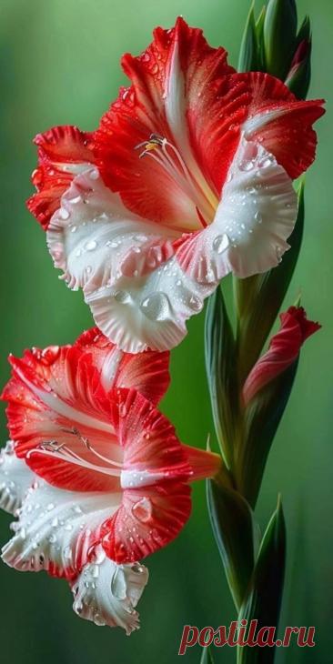 Gladiola