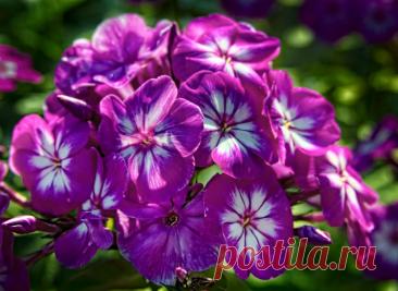 Флоксы. Секреты успешного выращивания