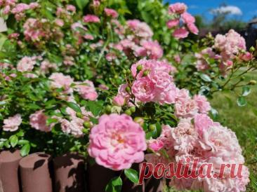 Чем опрыскать розы от тли, если химия запрещена: гениальный способ с нашатырным спиртом. Тля способна за считанные дни превратить куст роз в жалкое зрелище. Но когда химия запрещена, садоводы ищут народные методы.