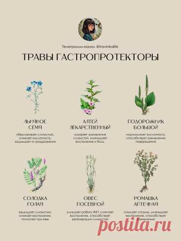 Травы гастропротекторы