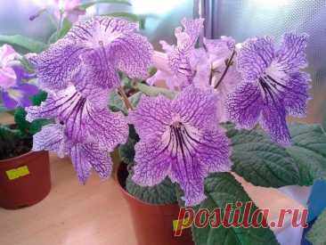 Комнатное растение Стрептокарпус (Streptocarpus). Название рода намекает на скрученные плоды этой группы растений (греч. streptos - "скрученный", karpos - "плод"). Родина стрептокарпусов - Восточная Азия и тропические районы Африки. Высота всего растения определяется величиной цветоносов, которые нередко возвышаются на 30-40 см над розеткой крупных листьев.