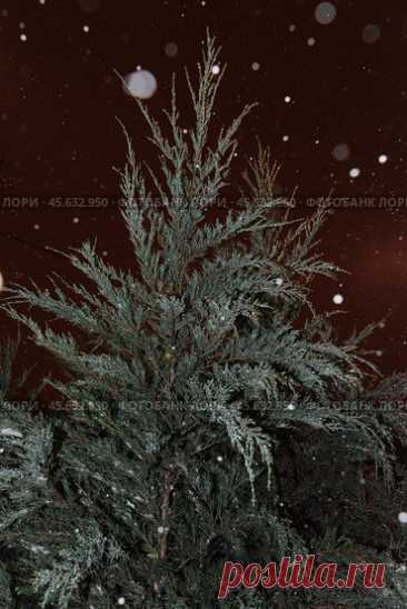 Close-up of evergreen plant, dark winter night, snow bokeh. Стоковое фото, фотограф Ilaronsia / Фотобанк Лори