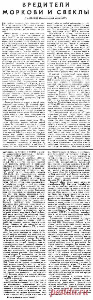 Вредители моркови и свеклы