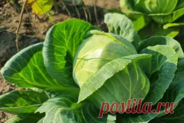 Как избавиться от слизней на капусте с помощью самого неожиданного продукта из вашей аптечки. Садоводы привыкли бороться со слизнями с помощью химии или ловушек. Но агрономы нашли средство, которое есть почти у каждого дома.