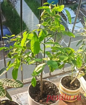 Паспорт растения: Каламанси, каламондин или цитрофортунелла