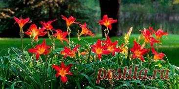 Лилейники посадка и уход в открытом грунте - Сад и огород