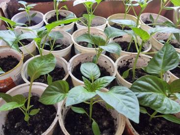 Что значит «рассада переросла»: можно ли её спасти и как правильно высадить. Переросшая рассада — это растения, которые вытянулись из-за недостатка света или слишком высокой температуры.