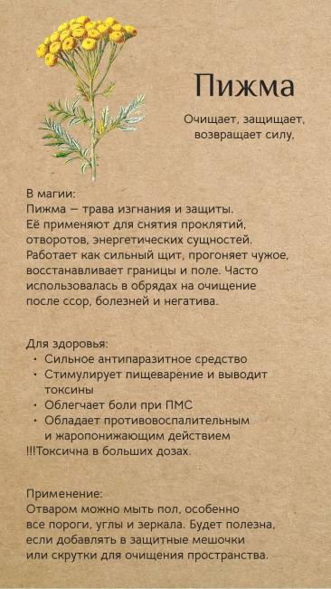 Пижма для здоровья и в магии