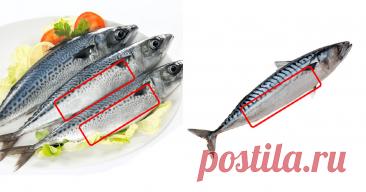 Скумбрия "Обалденная" : вкусно так ,что "язык можно проглотить", простой рецепт для духовки и для мангала | Цветкова Наталья | Дзен