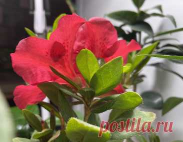 Азалия японская в домашних условиях У меня радость - зацвела Азалия. Сама она была подобрана в конце прошлой зимы у мусорных баков. Очевидно, её саму и её подружку Камелию держали на