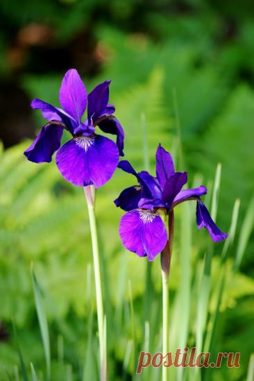 Пин на доске яИРИСИКИ