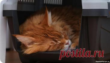 Автопутешествие с кошкой: правила безопасной поездки в праздники