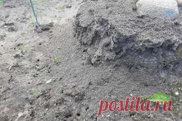 Почему муравьи бегут с вашего огорода после одной обработки: нужен лишь кипяток и этот сорняк. Метод прост: сорняк заливают кипятком и настаивают несколько часов. Получившийся настой выливают прямо в муравейник.