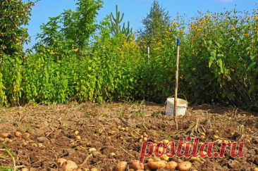 Успеть до 1 сентября. Что важно сделать на даче до конца лета | Аргументы и факты – aif.ru | Дзен