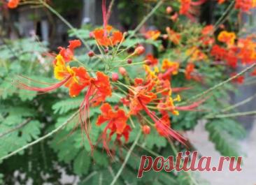 Паспорт растения: Цезальпиния прекраснейшая, лат. Caesalpinia pulcherrima