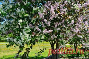 Дачникам. Декоративные растения для быстрого озеленения участка