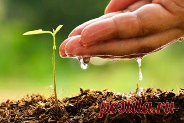 Значение воды в жизни растений: полный обзор