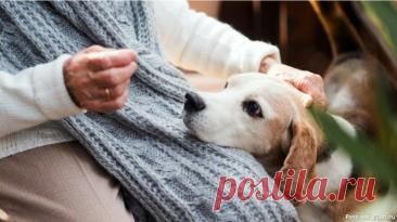 10 вещей, которые собаки могут делать вечно