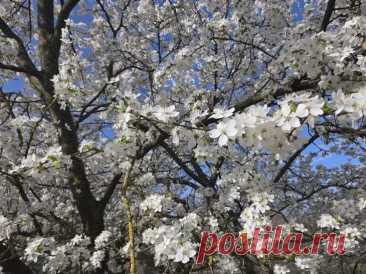 Что делать, если во время цветения стоит дождливая погода: как помочь опылению, когда нет пчел. Весна может быть обманчивой: деревья в цвету, но вместо пчёл над садом висят тяжёлые тучи. Для садовода это не романтика, а тревога за урожай.