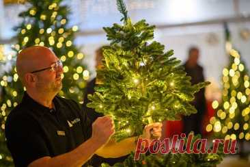 Россиян научили выбирать качественную недорогую елку
