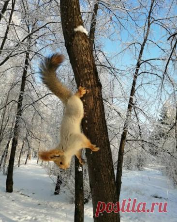 Белочка в роще Молодёжной, Ново-Ленино