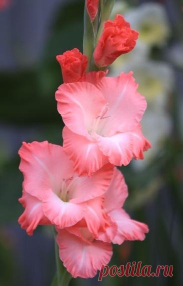 Пин на доске яГЛАДИОЛУСЫ