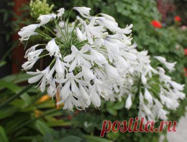 Паспорт растения: Агапантус (лат. Agapanthus)