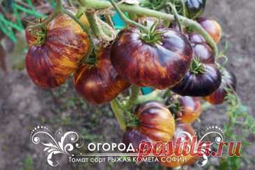 Томат Рыжая комета Софии, семена | ОГОРОД.сайт