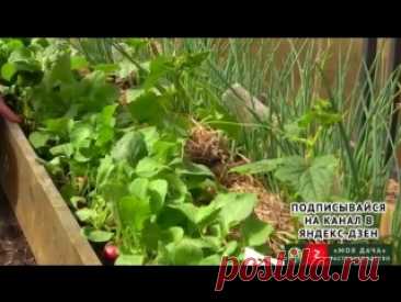 Выращивайте редис только так! Как вырастить крупный редис