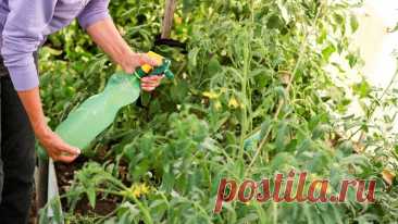 12 лучших средств для завязи помидоров в теплице и открытом грунте: чем полить и обработать | ИДЕИ ВАШЕГО ДОМА | Дзен