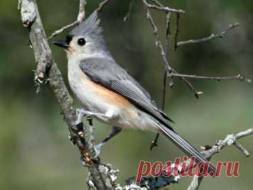 🐦 Острохохлая синица — маленькая певчая птица с ярким хохолком! Узнайте интересные факты о её привычках, зимнем рационе и где её можно увидеть.
#птицы#орнитология#интересно
Фото: commons.wikimedia.org