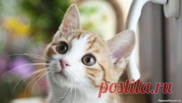 Счастливый хвост: как кошки выражают радость