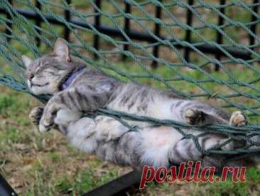 Кошки имеют собственное представление о комфорте!