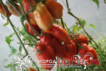 Томат Стаканы минусинские красные, семена | ОГОРОД.сайт
