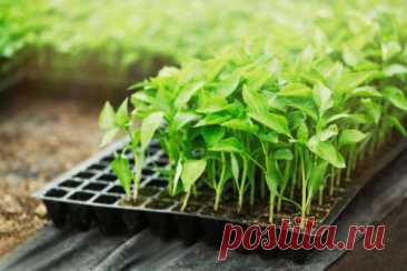 Какие распространенные ошибки допускаются при выращивании рассады в домашних условиях — Дачный участок