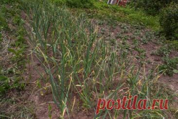 Сколько лет подряд можно сажать чеснок на одну грядку: агрономы называют цифру. Чеснок — культура требовательная к почве. Он быстро вытягивает из земли питательные вещества и оставляет её истощённой.